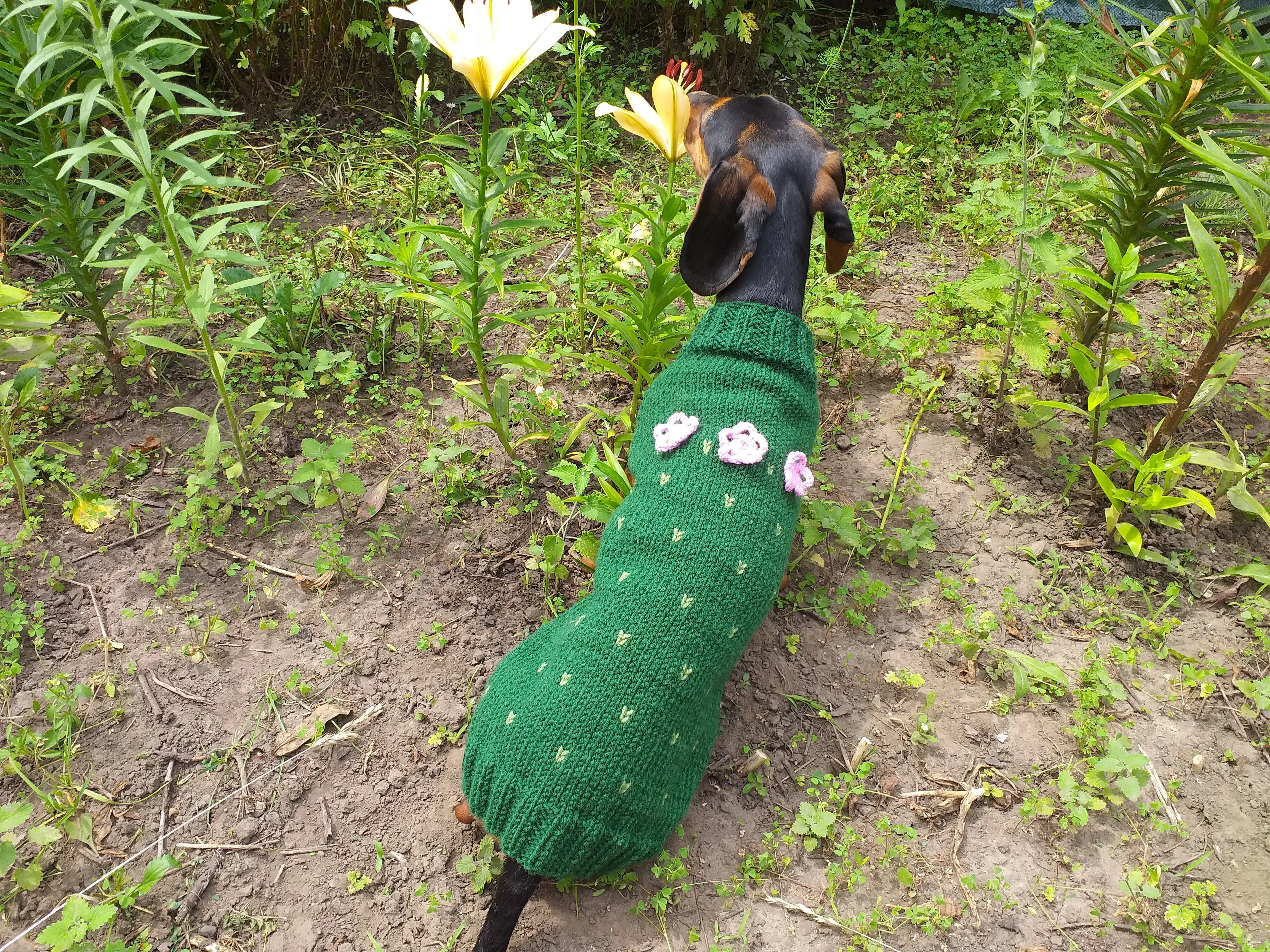 Sweater cactus for a dog, dachshund cactus knitted clothes for dogs