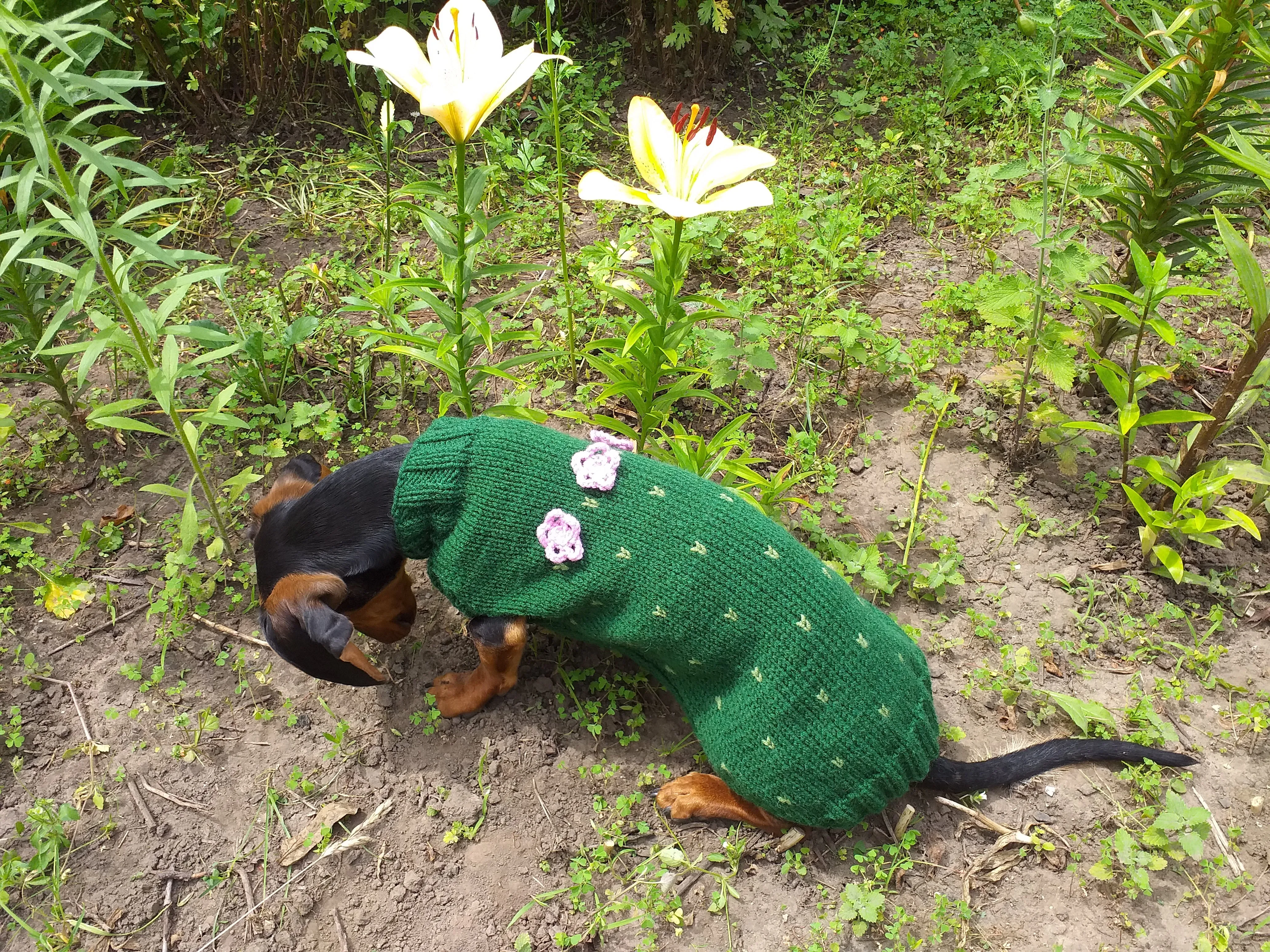 Sweater cactus for a dog, dachshund cactus knitted clothes for dogs