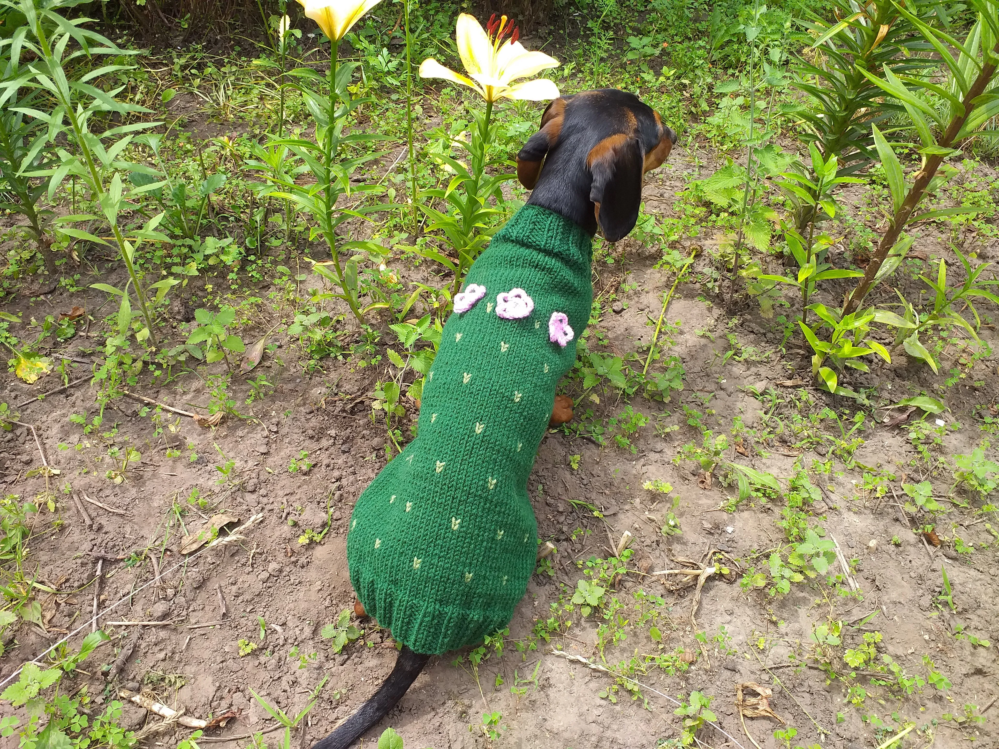 Sweater cactus for a dog, dachshund cactus knitted clothes for dogs