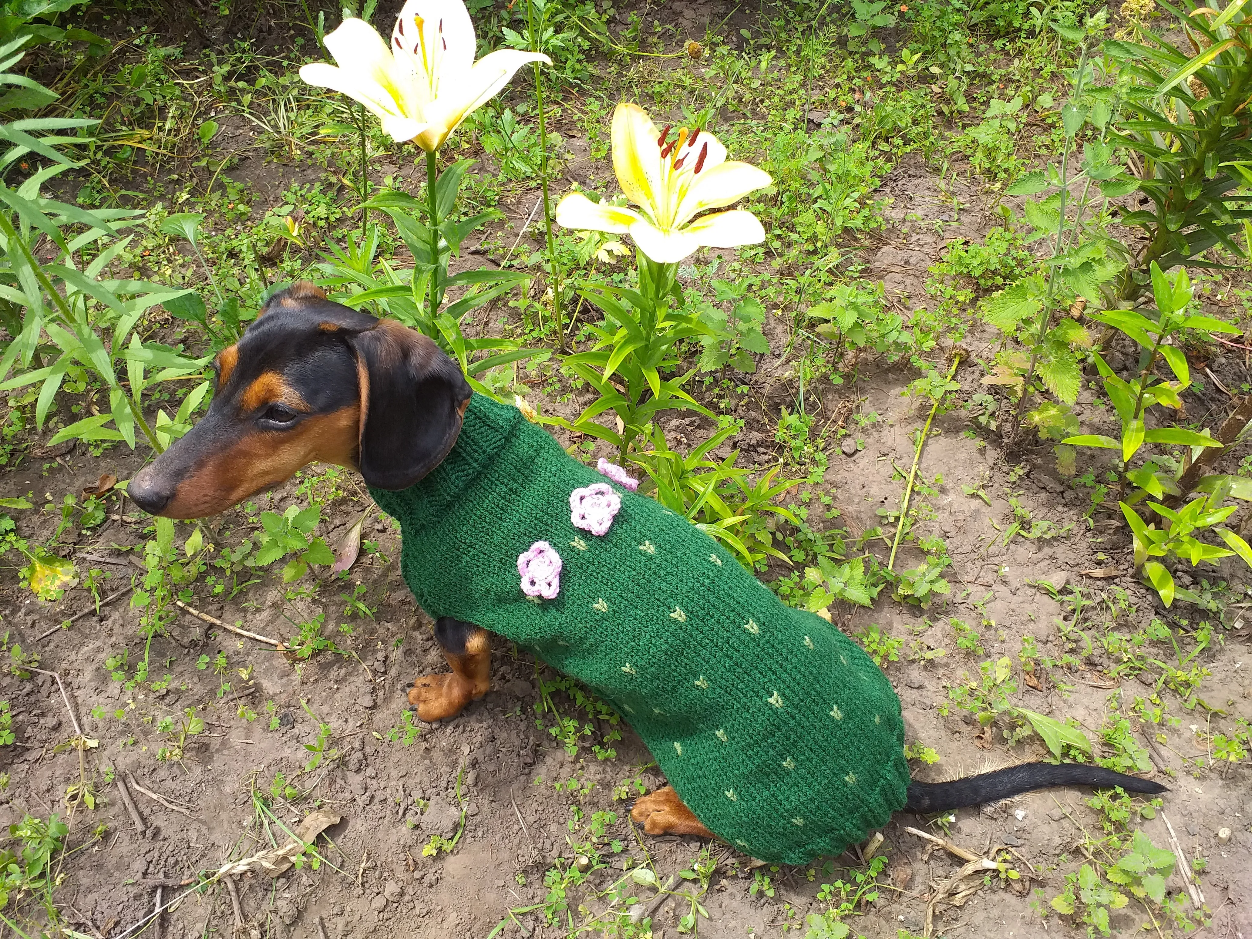 Sweater cactus for a dog, dachshund cactus knitted clothes for dogs