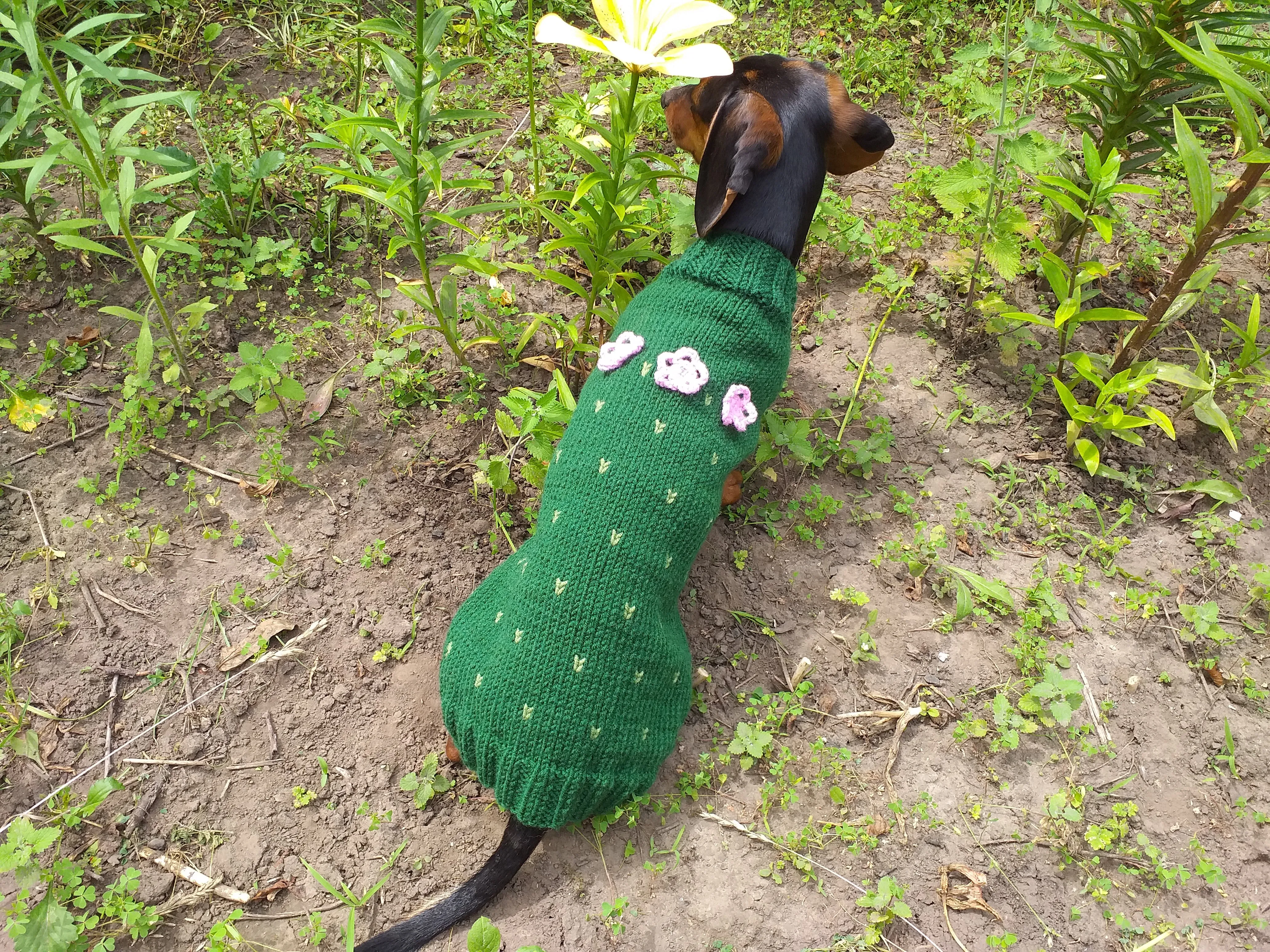 Sweater cactus for a dog, dachshund cactus knitted clothes for dogs