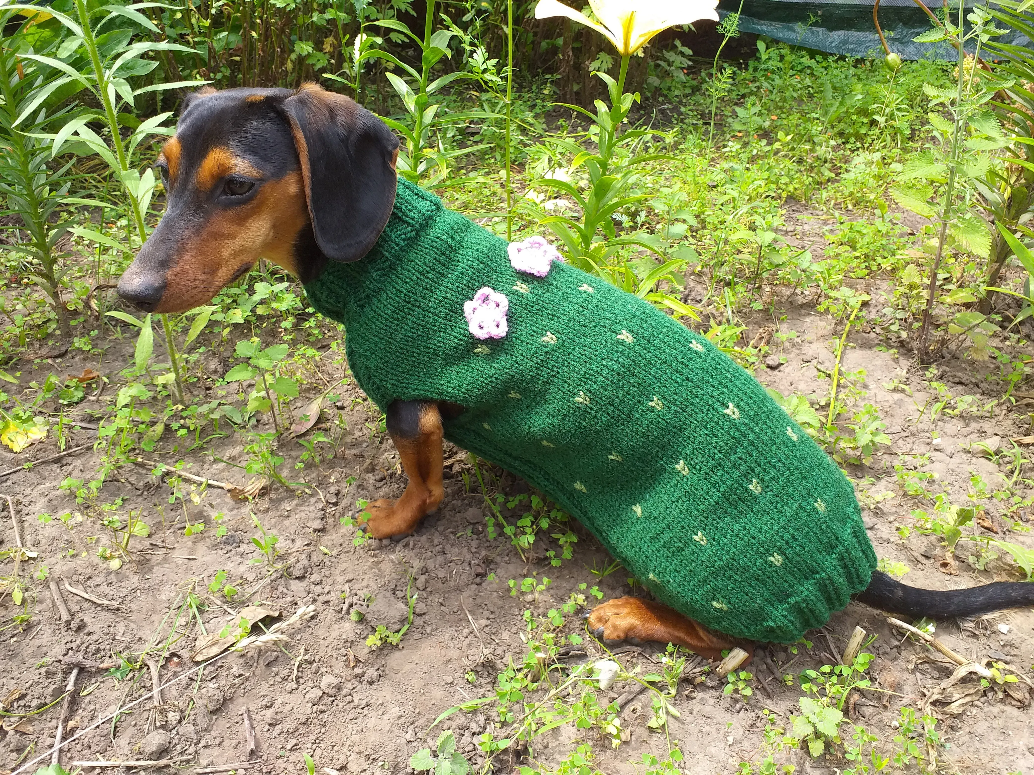 Sweater cactus for a dog, dachshund cactus knitted clothes for dogs